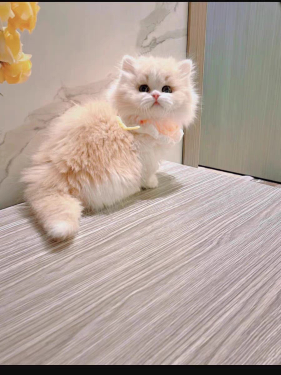 猫舍直销,批发价出售,米努特矮脚猫